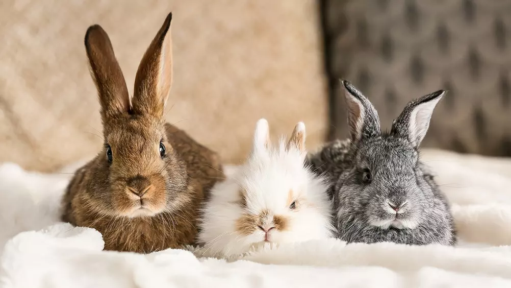 dump Mellow cel Welke konijnen kunnen bij elkaar? • Discus