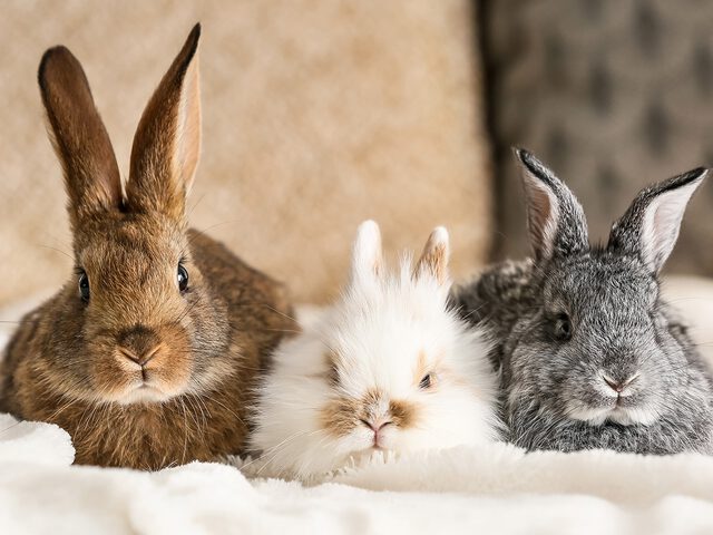 Koel Paleis Disco Welke konijnen kunnen bij elkaar?