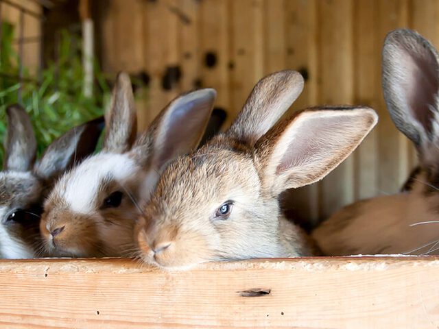 Interpersoonlijk Plateau Handel Tips om je konijn terug het hok in te krijgen • Discus
