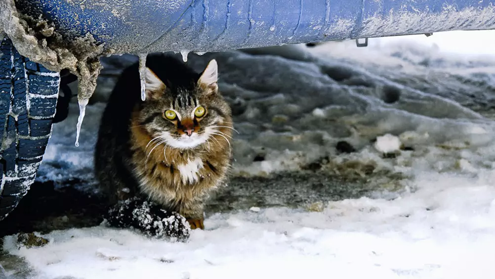 Verplicht pijn Trechter webspin 7 tips voor katten die in de winter buiten komen