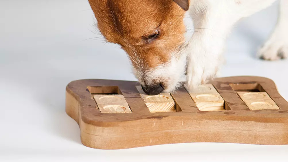Traditioneel bouwen Kritiek Een hondenpuzzel of denkspel met je hond doen? • Discus
