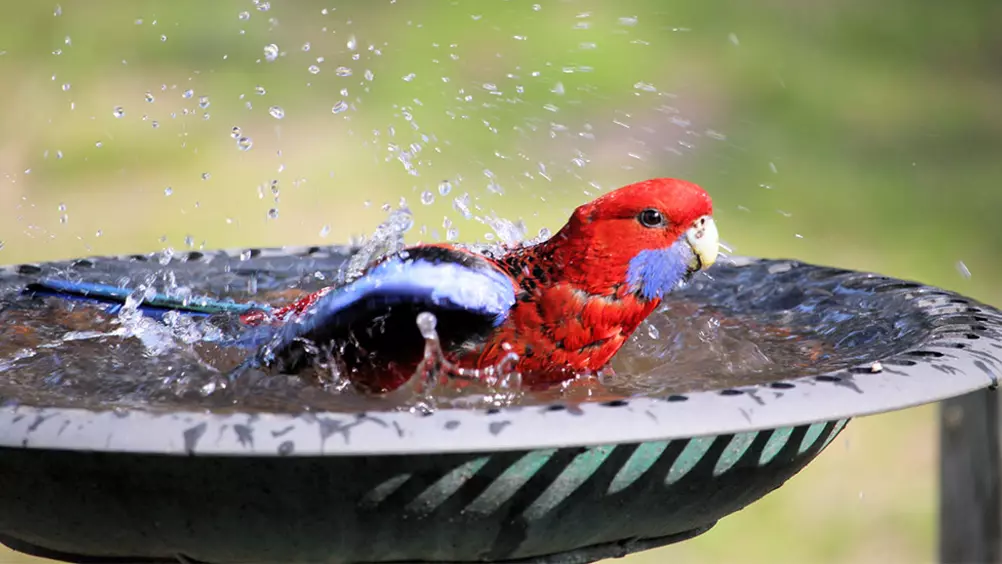 Commotie werknemer aanpassen Hoe vogels graag badderen en douchen • Discus