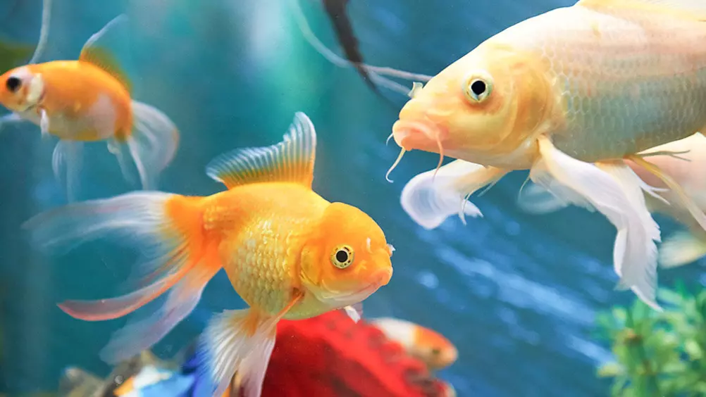 ziel Leuk vinden reinigen Welke vissoorten zijn er? En wat zijn de verschillen?