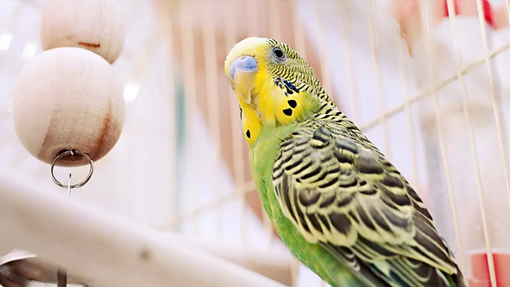 ruimte Pompeii schudden Ga verveling van je vogel tegen met vogelspeelgoed • Discus