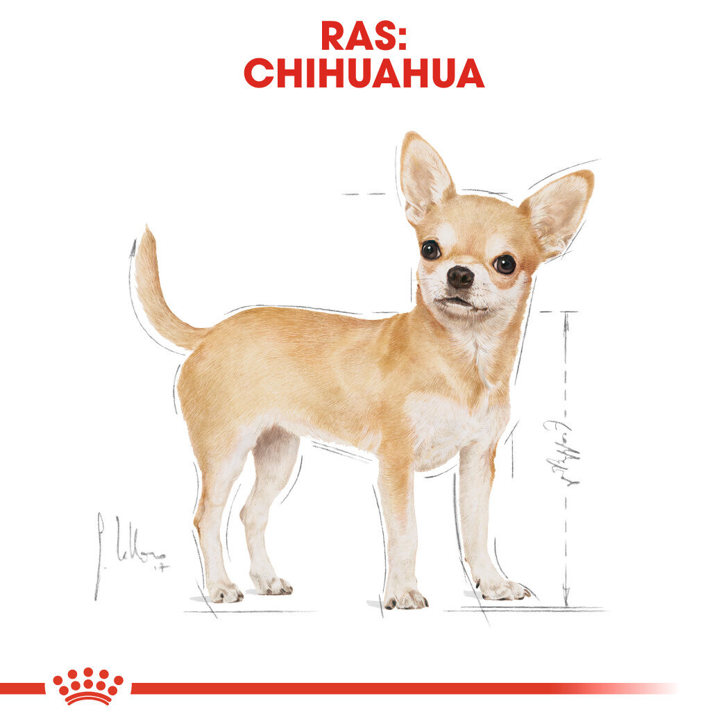 Bemiddelaar temperament riem ROYAL CANINÂ® Chihuahua Adult Natvoer 12 x 85g