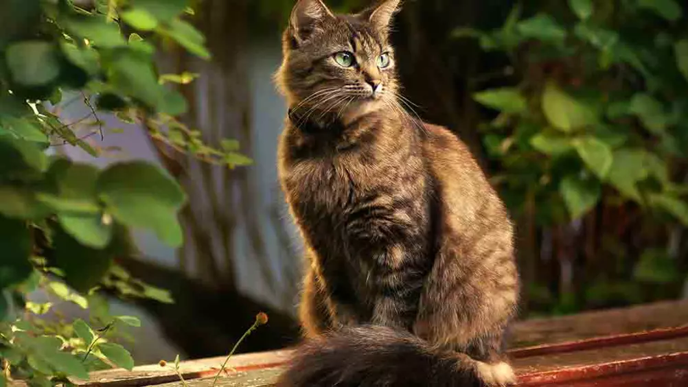 Herkenning Anders enthousiast 13 tips om je kat veilig naar buiten te laten • Discus