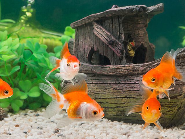 goudvissen een aquarium of kom nodig? • Discus