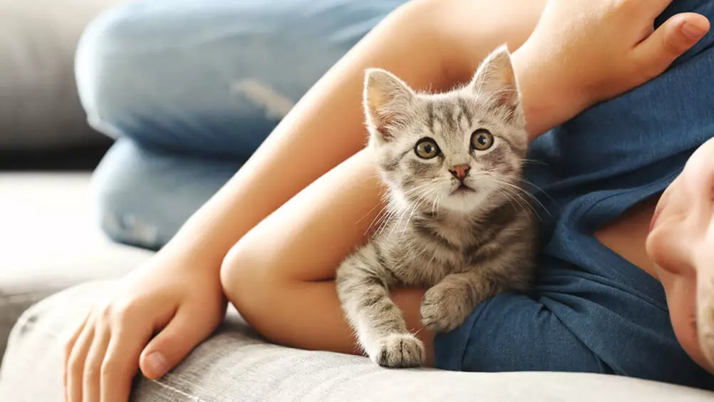 verkoopplan vrouwelijk kalf De eerste dagen met een kitten in huis • Discus
