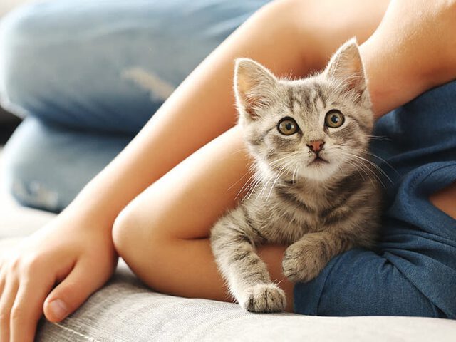 Clam Vader fage Ongewijzigd De eerste dagen met een kitten in huis - Discus