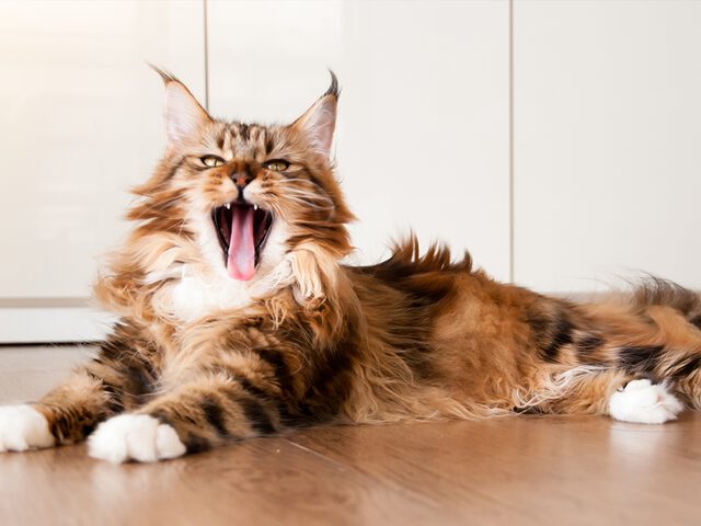 Canin Maine Coon Kattenvoeding