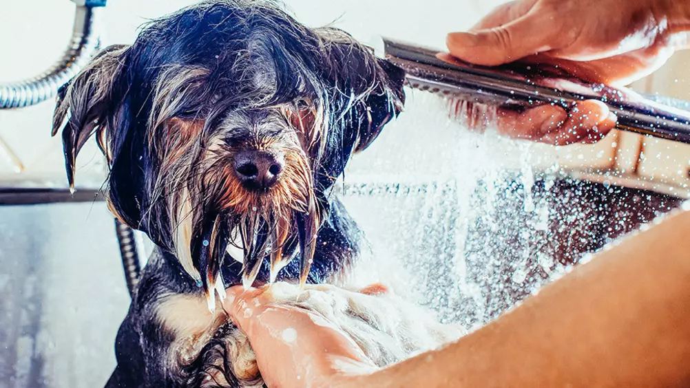 Rationeel neutrale Architectuur Je hond wassen met hondenshampoo • Discus