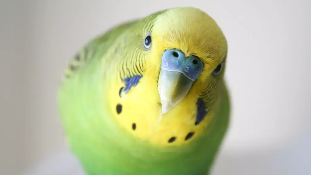 dwaas van Puur 10 tips over de aanschaf van een vogel als huisdier
