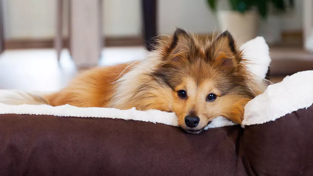 transactie extract Eerlijkheid 7 tips voor een goede slaapplek voor je hond • Discus