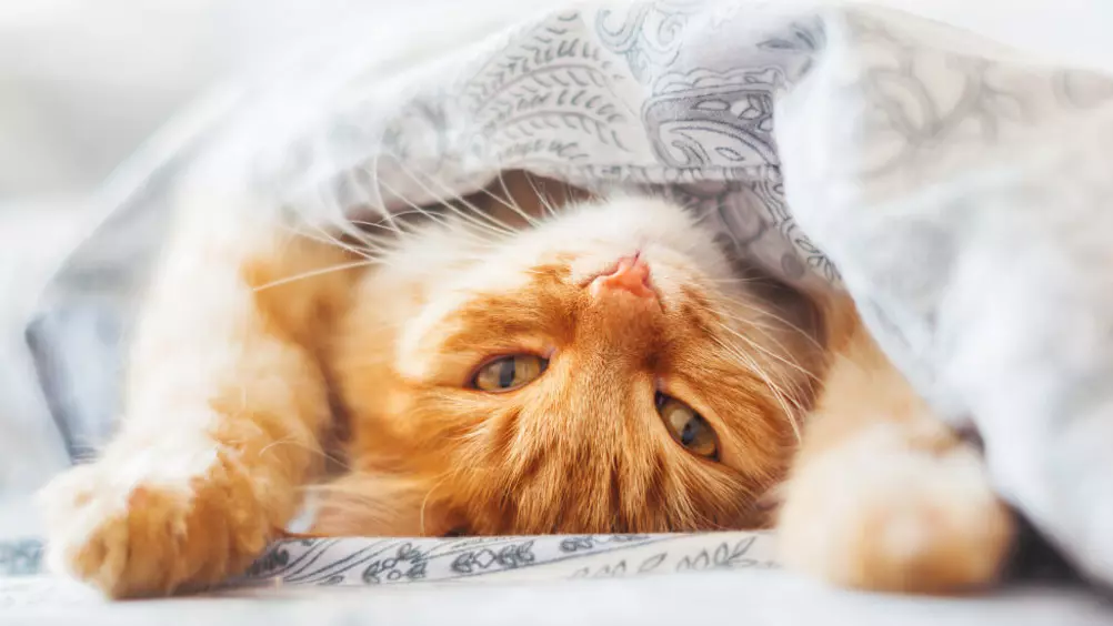Jachtluipaard passie Mechanica 6 tips voor de beste slaapplek voor katten • Discus