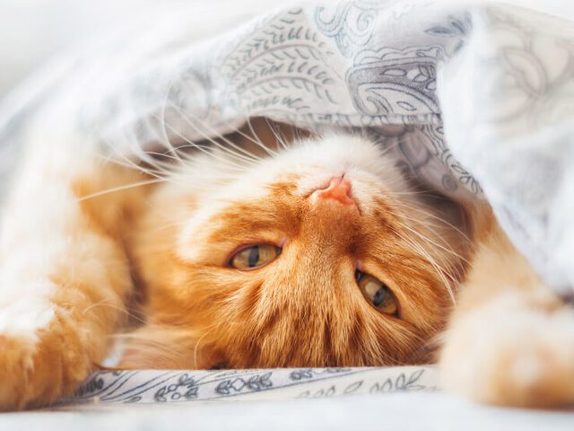 Samengesteld sensor Mondwater 6 tips voor de beste slaapplek voor katten • Discus